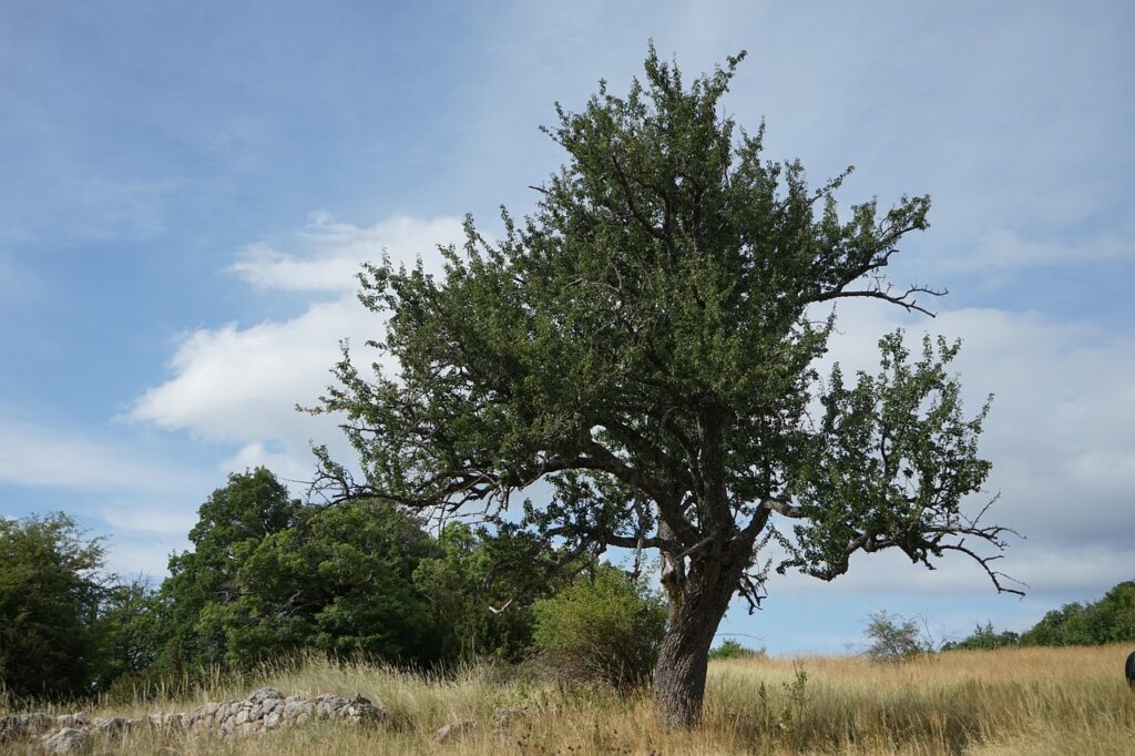 Alpes-de-Haute-Provence